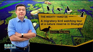 The Mighty Yangtze：Shanghai nurturing biodiversity in Chongming Dongtan National Nature Reserve [upl. by Litnahc]