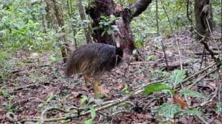 Animals of the Daintree Rainforest [upl. by Cinomod]