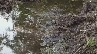 Alligator guarding Nest  Jean Lafitte National Park  Jean Lafitte Louisiana 6102017 [upl. by Earal]