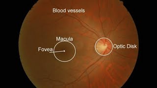 MaculaOphthalmologyRetinaAnatomy [upl. by Aizitel]