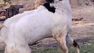 Mashaallah beautiful bakra for sale contact nambar 9619648906 [upl. by Lansing]