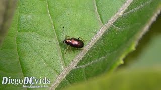 Metallic Beetle species Coleoptera besouro metálico [upl. by Orecul]