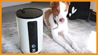 Best 2020 Pet Product  Wopet Smart Pet Camera Review [upl. by Yhtimit]