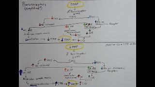 Baroreceptor Reflex Simplified [upl. by Lillis769]