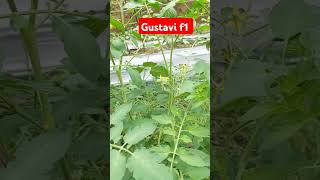 Tomato gustavi f1 7 [upl. by Emyaj]