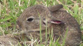 Weasel hunting for baby rabbits [upl. by Skill]