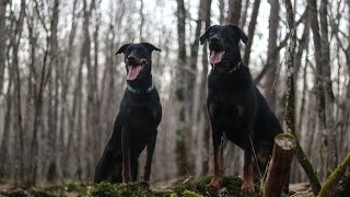 Une journée avec mes beaucerons [upl. by Kiefer]