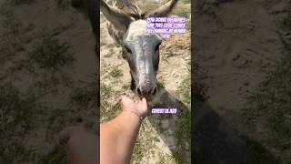 random donkey encounter cuteanimals shorts donkey [upl. by Ahsinar]