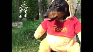 Crusoe as Winnie the Pooh Dog Costume  Cute Dachshund Video [upl. by Aicittel]