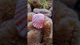 Amazing Spondylus sanguineus 🌟❤️ collection shells collectibles [upl. by Ahseit238]