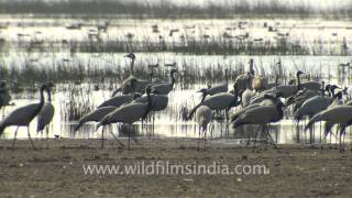 Demoiselle Crane and the Toughest migration in the world [upl. by Nna]