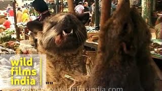 Bushmeat exhibited for sale Nagaland [upl. by Solis]