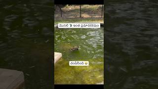 మొసల్లా 🐊 తో జాగ్రత్తగా ఉండాలి  How To Feed Crocodiles Bujumbura museum 🇧🇮Ram The Traveller [upl. by Trautman]