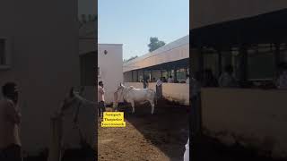 Tharparker Suratgarh govt research center shortsfeed cow farming [upl. by Digdirb559]