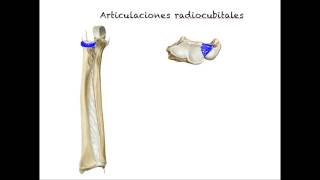 Articulaciones radiocubitales Carrera de Kinesiologia ULS Alvaro Puelles [upl. by Jamille620]