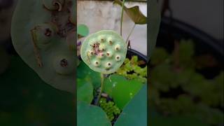 Lotus seed pods [upl. by Moth]