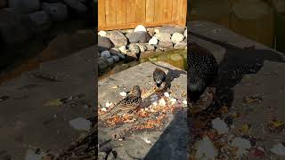 Wild European Starlings Came to Eat [upl. by Pelagia]