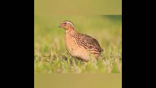 Quaglia femminaMaschio richiamo canto micidiale per Birdwatching [upl. by Nnylyam]