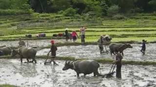 Water Buffalo and Rice Paddies in Sam Neua [upl. by Reniar]