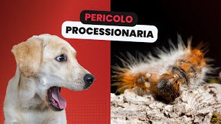 Processionaria cosè quali sono i pericoli per il cane e cosa fare in caso di contatto [upl. by Uhn]