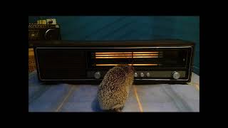 Polish Radio Contessa DMP201 ZR Diora Hedgehog Service [upl. by Ralfston]