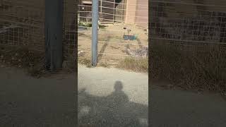 Ostriches resting activity in San Francisco Zoo [upl. by Gassman]