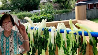 When my mom visits my backyard garden and sees big bok choy  FullHappyBelly [upl. by Mariellen]