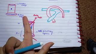 Septum Formation in Truncus Arteriosus and conus cordis l Development of vessels amp Semilunar valves [upl. by Haman591]