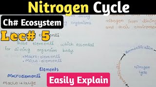 Nitrogen Cycle  Biochemical Cycle  Class 12 Biology [upl. by Azzil]