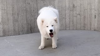 Samoyed Barking and Howling Compilation [upl. by Nikral237]