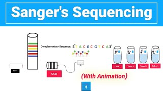 Sanger sequencing with animation [upl. by Neo641]