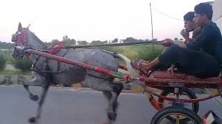 Masha AllahAndaazfastesthorsehorseracing100kview viralvideo [upl. by Nahtanha]