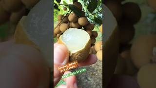 longoni litchi longon plant plantnursery shortvideo [upl. by Baylor985]