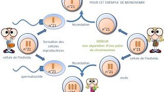 SVT  cours  origine dune anomalie chromosomique trisomie ou monosomie [upl. by Eetnuahs]