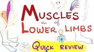 Overview of Muscles of the Lower Limbs 🦵  Quick Review  Anatomy Series [upl. by Nnaeiram]