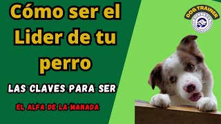 ADIESTRAMIENTO de LIDERAZGO para PERROS cachorros y Adultos [upl. by Meisel]