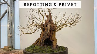 Repotting a Privet Bonsai [upl. by Odo]