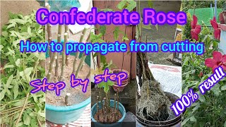 How to Propagate Confederate Rose Hibiscus Mutabilis Sthal Kamal Plant With Repotting amp Care [upl. by Tsugua]