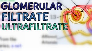 Glomerular Filtrate  Ultrafiltrate  Glomerular Filtration Rate GFR [upl. by Bellina]