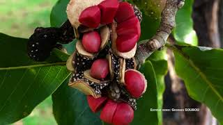 Magnolia champaca Famille Magnoliaceae [upl. by Adriaens]