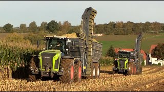 Maïs 2024  2x Claas Xerion 5000 met Stapel overlaadwagens  Claas Jaguar 970  MAN  Maize harvest [upl. by Nogras]