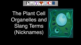 Plant Cell Organelles with Slang Terms Nicknames for Organelles [upl. by Searle]