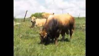 A history of Aubrac cattle [upl. by Dnomrej319]