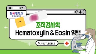 경복대학교 임상병리학과 조직검사학 Hematoxylin amp Eosin 염색 [upl. by Letrice]