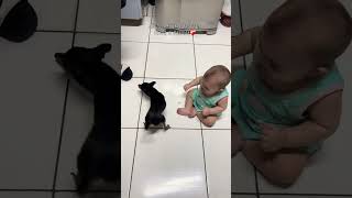 Siga o perfil novo vídeo todos os dias 💖 animais engraçados animais fofos cachorrinho gato [upl. by Jerome520]