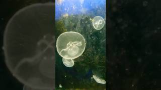 Las medusas son Cnidarios o celenterados donde se encuentran los corales biologiayecologia [upl. by Nahtanoy775]