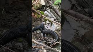 BIG COTTONMOUTH from the SWAMP Duck creek Missouri snakes nature reptiles cottonmouth fun [upl. by Airetnuhs]