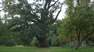 Thousand Year Old Oak Tree  Unexplored Ukraine [upl. by Sundstrom162]