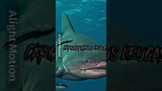 Carcharhinus leucas vs Enteroctopus Dolfeini [upl. by Seilenna]