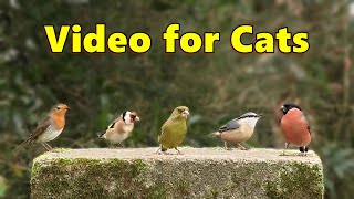 Videos for Cats to Watch  Cat TV   Birds in England ⭐ 8 HOURS ⭐ [upl. by Ishii]